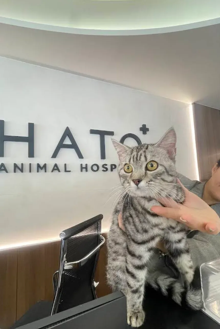 โรงพยาบาลสัตว์ฮาโตะ สาขาพัฒนาการ Hato Animal Hospital Phatthanakan คลินิก-โรงพยาบาลสัตว์ กรุงเทพมหานคร 4