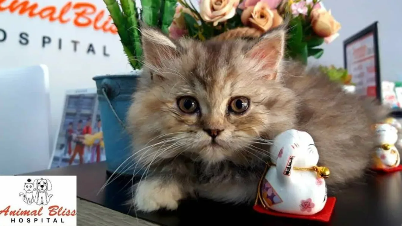 โรงพยาบาลสัตว์แอนนิมอลบลิส – Animal Bliss Hospital คลินิก-โรงพยาบาลสัตว์ กรุงเทพมหานคร 2