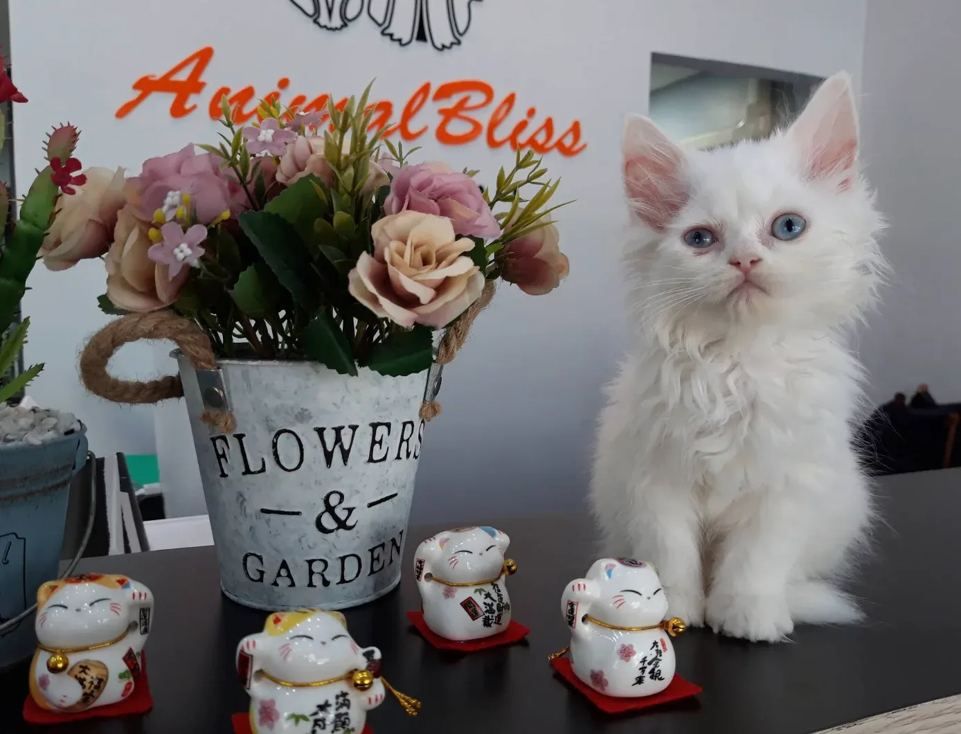 โรงพยาบาลสัตว์แอนนิมอลบลิส – Animal Bliss Hospital คลินิก-โรงพยาบาลสัตว์ กรุงเทพมหานคร 4