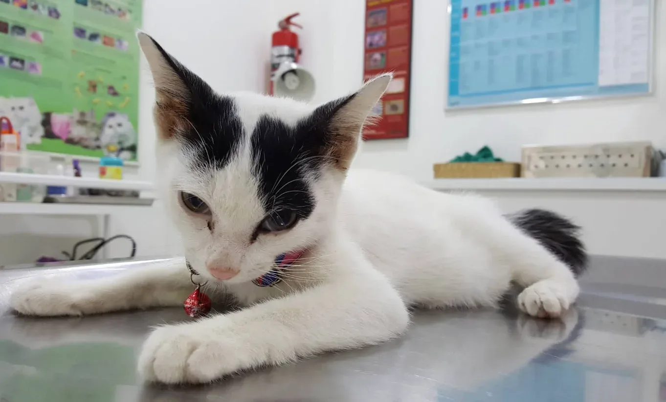 คลินิกรักษาสัตว์เวชสุทธินันท์ (VET SUTTINUN ANIMAL CLINIC) คลินิก-โรงพยาบาลสัตว์ กรุงเทพมหานคร 4