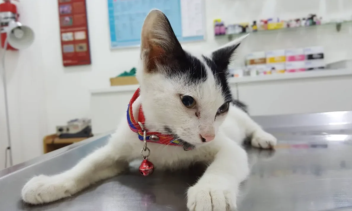 คลินิกรักษาสัตว์เวชสุทธินันท์ (VET SUTTINUN ANIMAL CLINIC) คลินิก-โรงพยาบาลสัตว์ กรุงเทพมหานคร 6