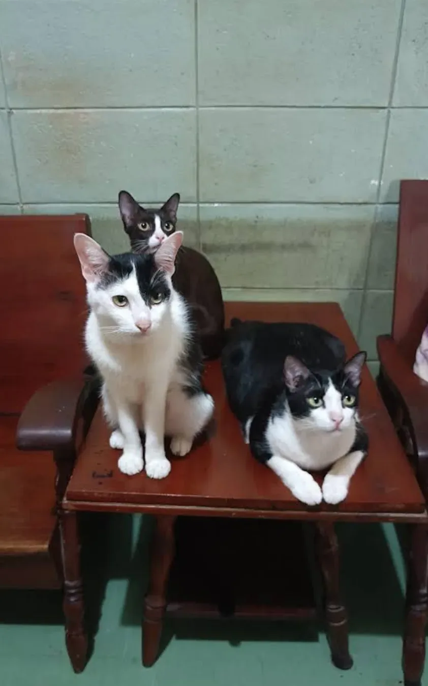 คลินิกรักษาสัตว์ คลินิก-โรงพยาบาลสัตว์ กรุงเทพมหานคร 6