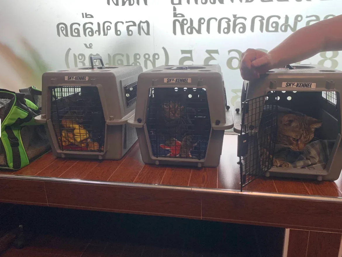 ปี่เซียะสัตวแพทย์ คลินิก-โรงพยาบาลสัตว์ กรุงเทพมหานคร 5