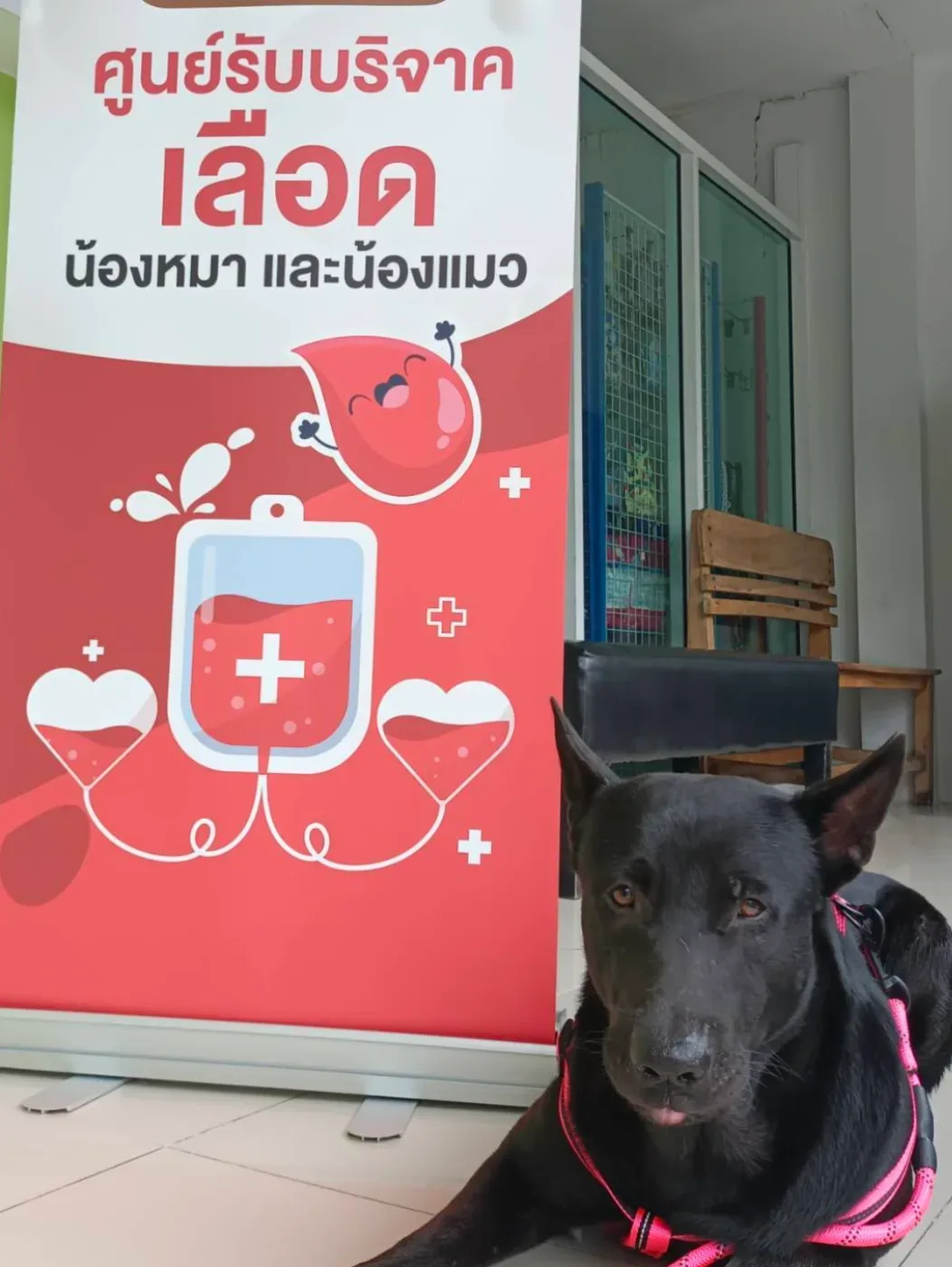 นิมิตใหม่สัตวแพทย์ คลินิก-โรงพยาบาลสัตว์ กรุงเทพมหานคร 4