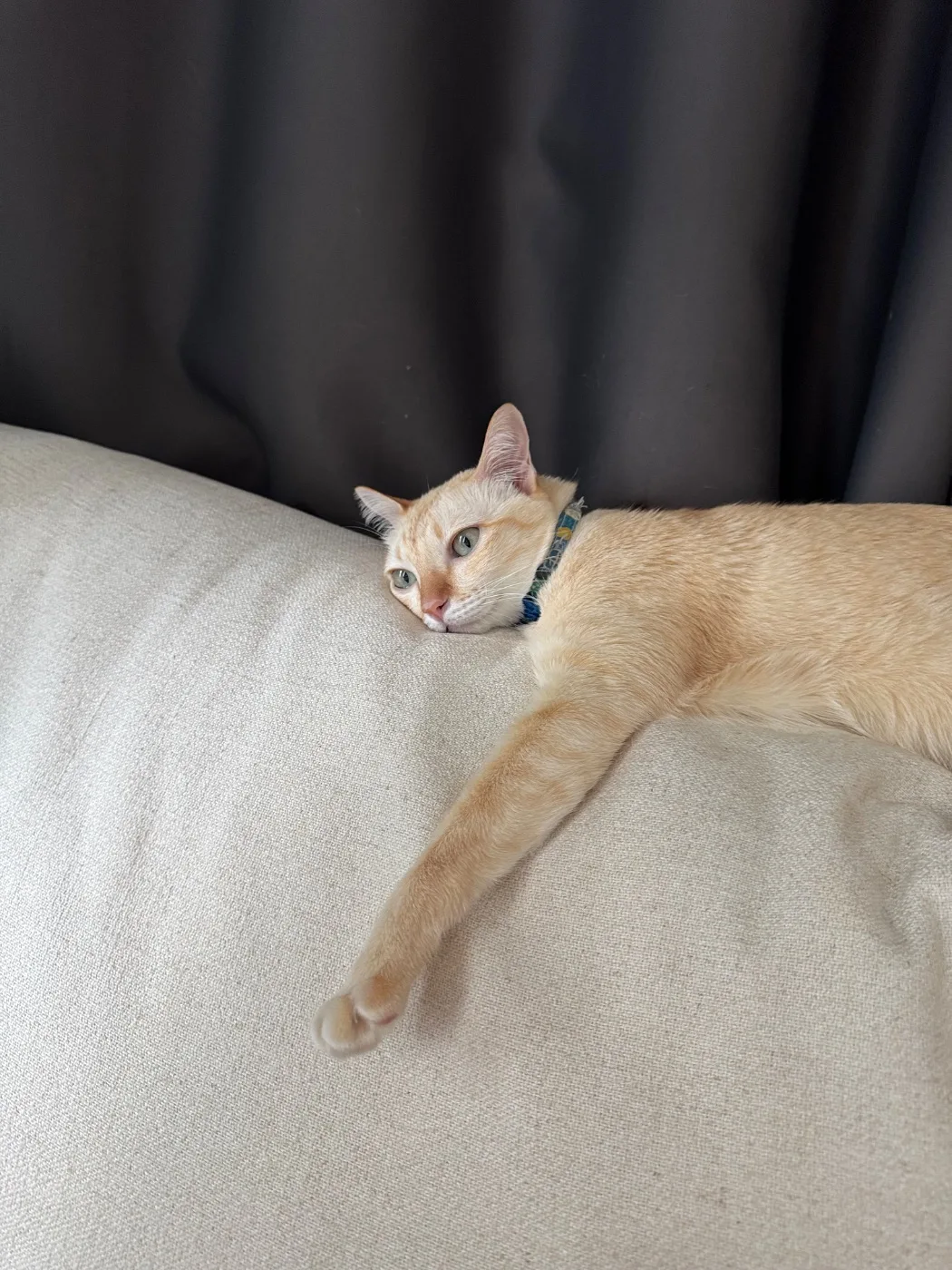 รับดูแลน้องแมว น้องหมา รายวัน พาไปเดินเล่น
