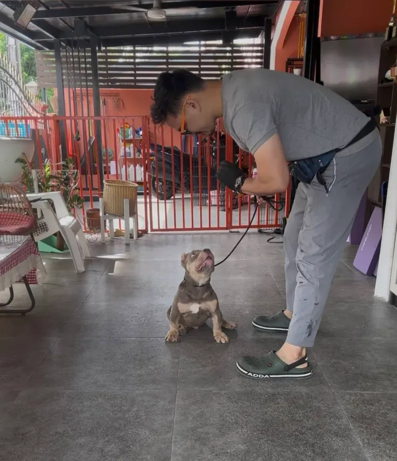 หมาส่ายตูด – ศูนย์ฝึกสุนัข ปรับพฤติกรรมหมา ฝึกและปรับพฤติกรรม นนทบุรี 3