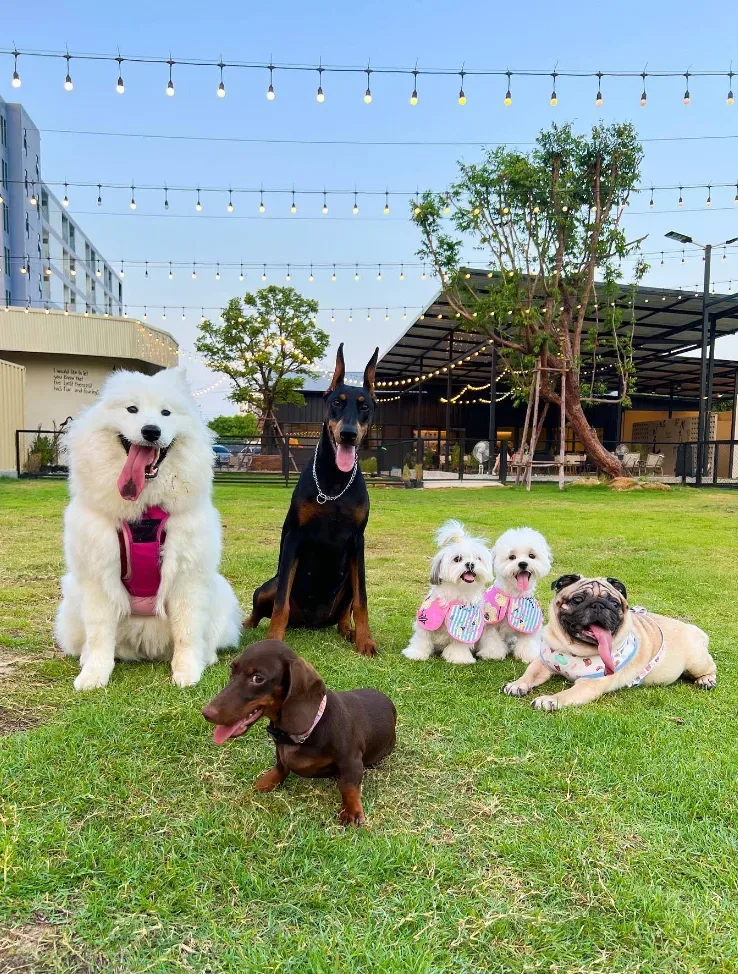 Dog’s Dream ฝึกและปรับพฤติกรรม นนทบุรี