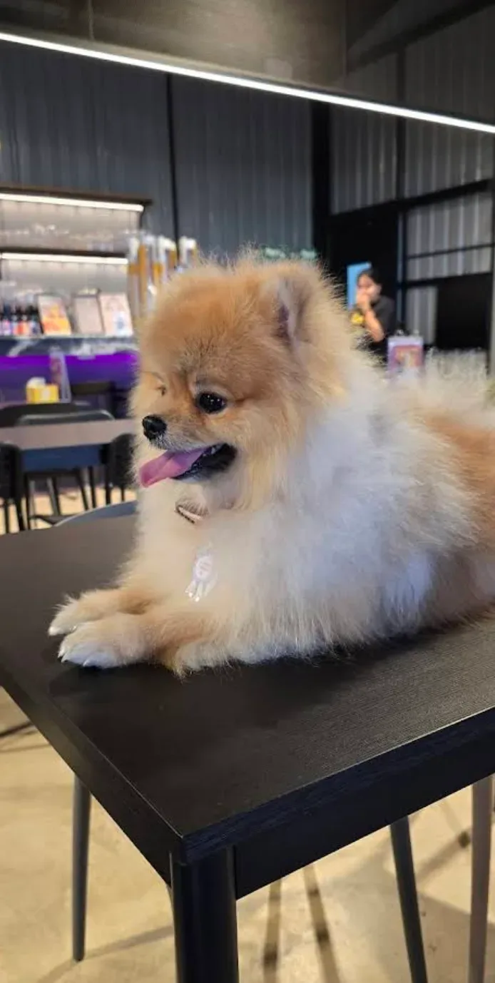 Dog’s Dream ฝึกและปรับพฤติกรรม นนทบุรี 2