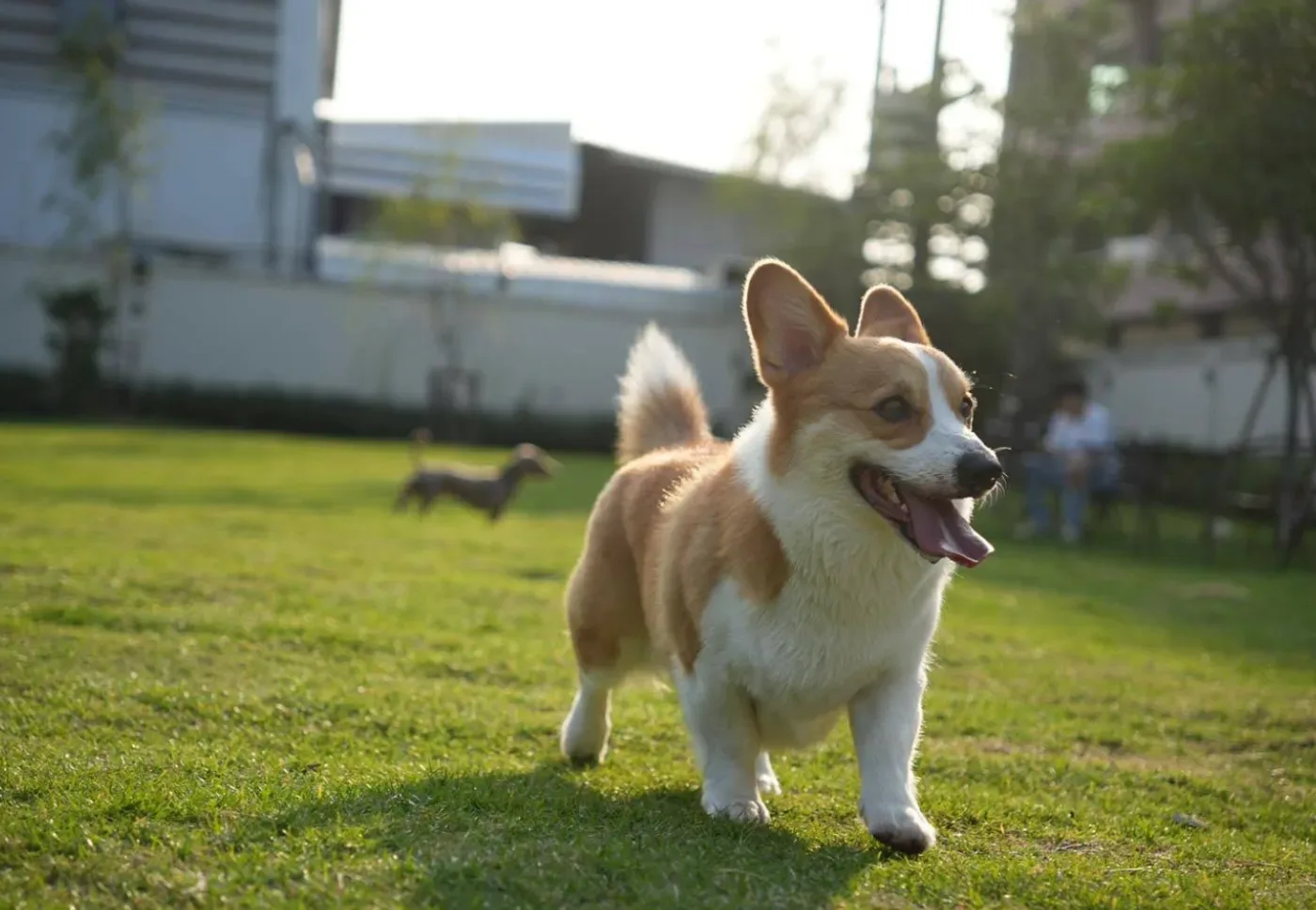 Dog’s Dream ฝึกและปรับพฤติกรรม นนทบุรี 3
