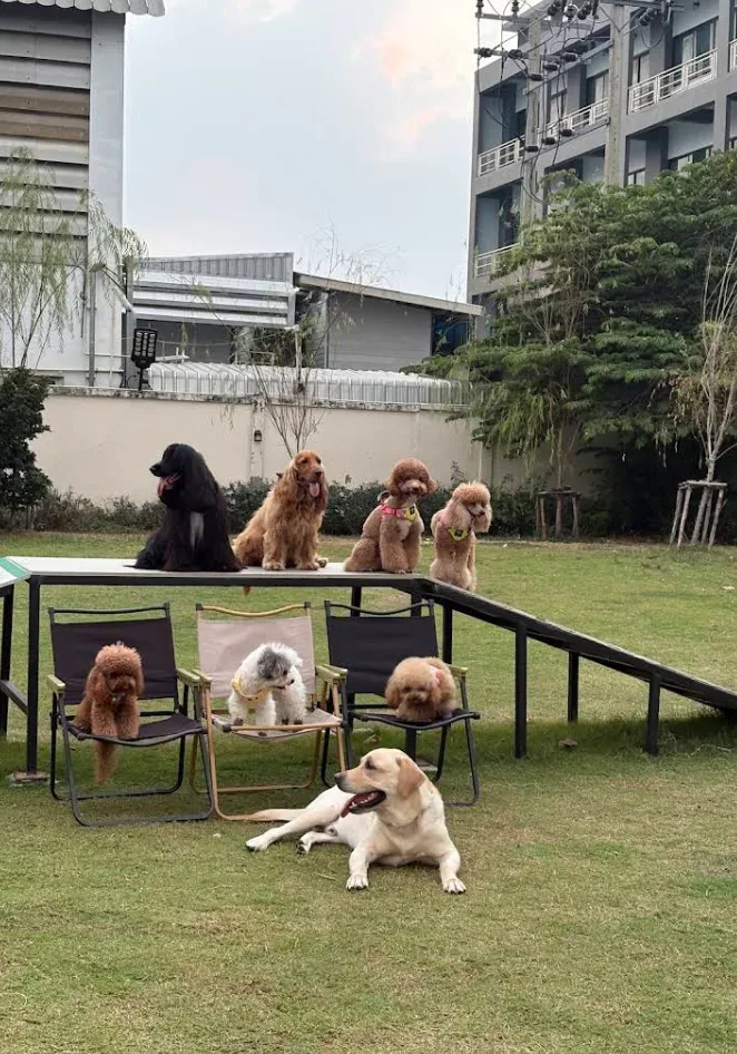 Dog’s Dream ฝึกและปรับพฤติกรรม นนทบุรี 5