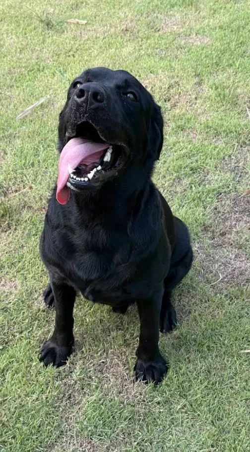 โรงเรียนฝึกสุนัข Nakindog training k-9 ฝึกและปรับพฤติกรรม ปทุมธานี 2