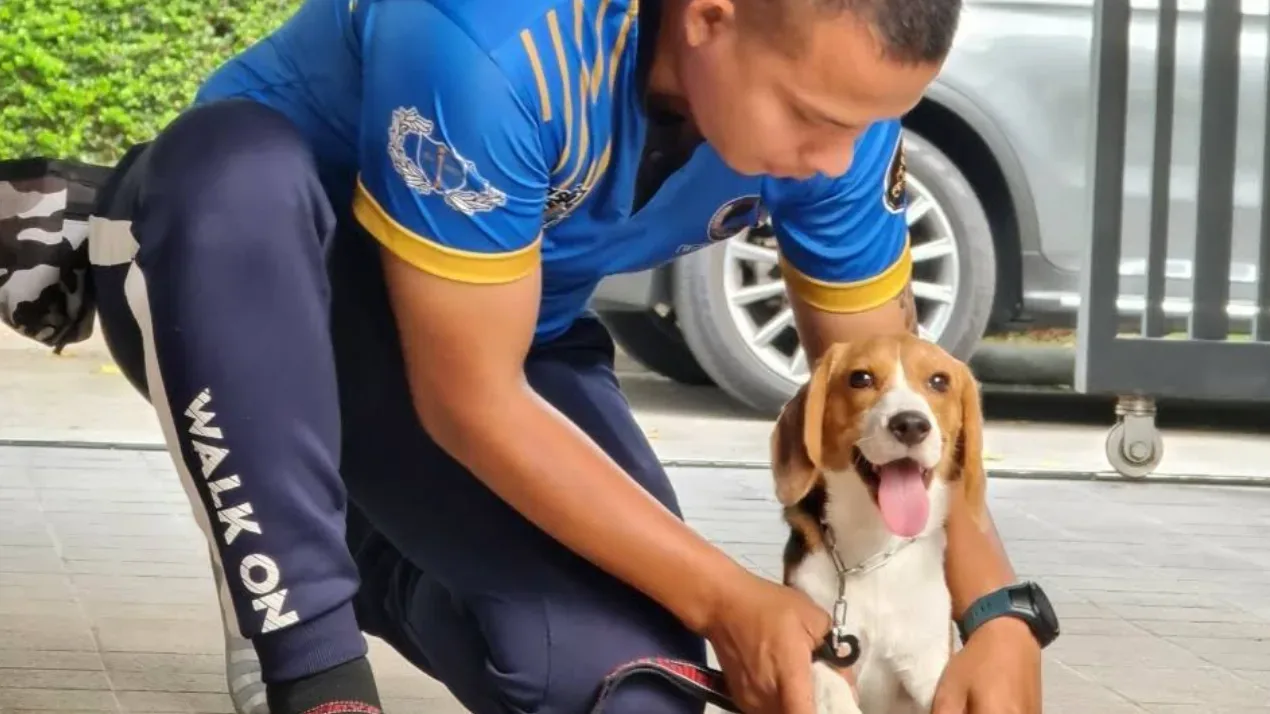 ฝึกสุนัขที่บ้าน DogTraining@Home BY ครูต่อ K9