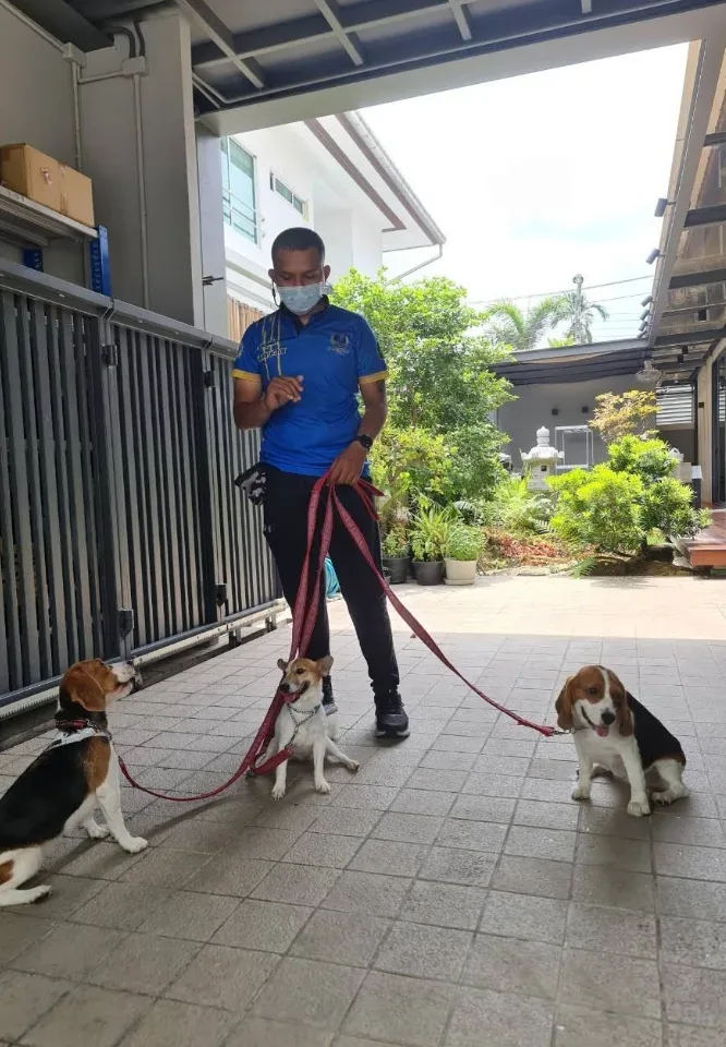ฝึกสุนัขที่บ้าน DogTraining@Home BY ครูต่อ K9 ฝึกและปรับพฤติกรรม กรุงเทพมหานคร 2
