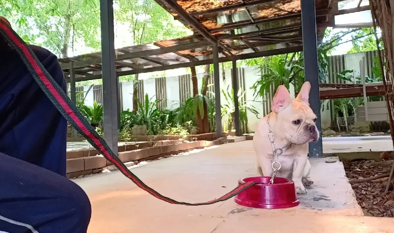 ฝึกสุนัขที่บ้าน DogTraining@Home BY ครูต่อ K9 ฝึกและปรับพฤติกรรม กรุงเทพมหานคร 4