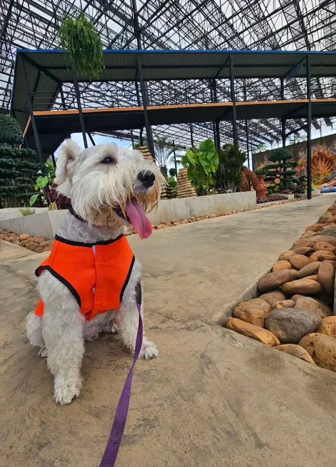 ฝึกสุนัขที่บ้าน DogTraining@Home BY ครูต่อ K9 ฝึกและปรับพฤติกรรม กรุงเทพมหานคร 6