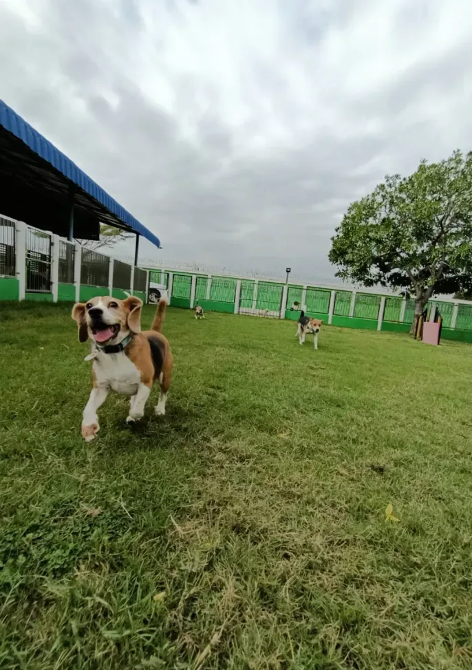 Doggiedoo Rangsit ฝึกและปรับพฤติกรรม ปทุมธานี 3