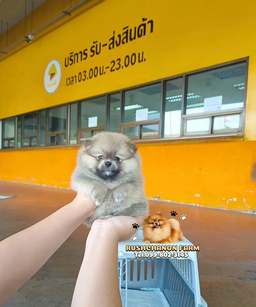 รัชชานนท์ฟาร์ม ปทุมธานี