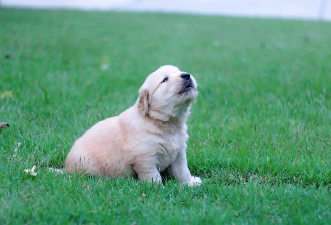 Golden Future Kennel เพาะพันธุ์ ปทุมธานี