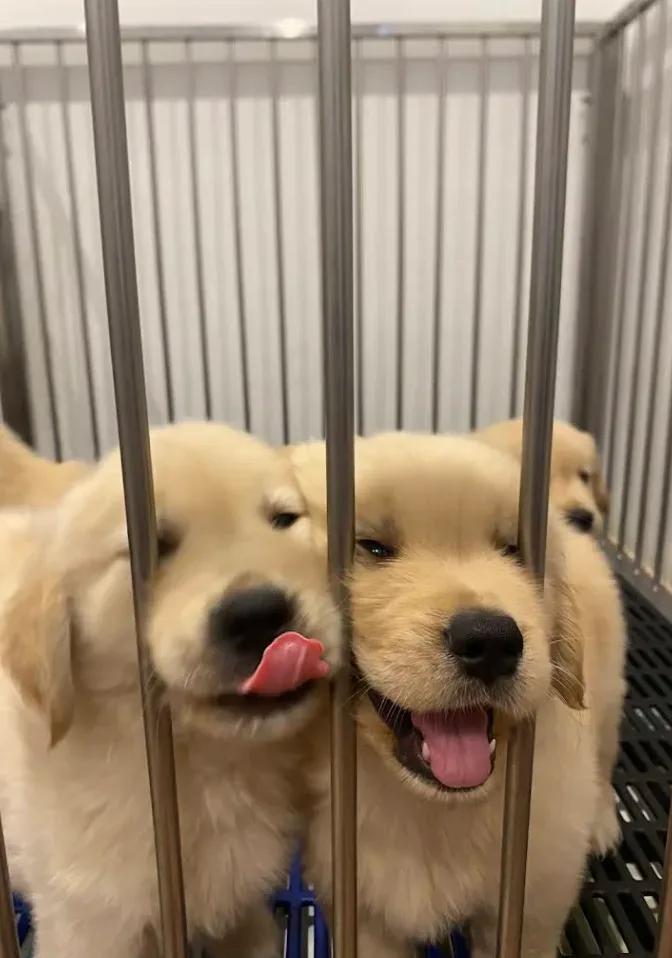 Golden Future Kennel เพาะพันธุ์ ปทุมธานี 2