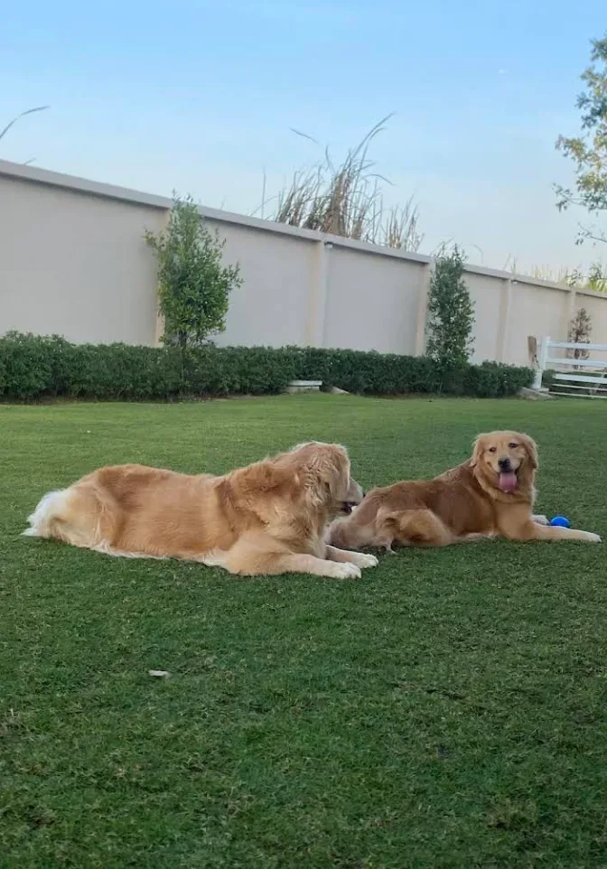 Golden Future Kennel เพาะพันธุ์ ปทุมธานี 4