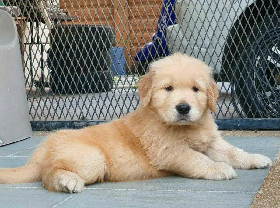 Golden Future Kennel เพาะพันธุ์ ปทุมธานี 5