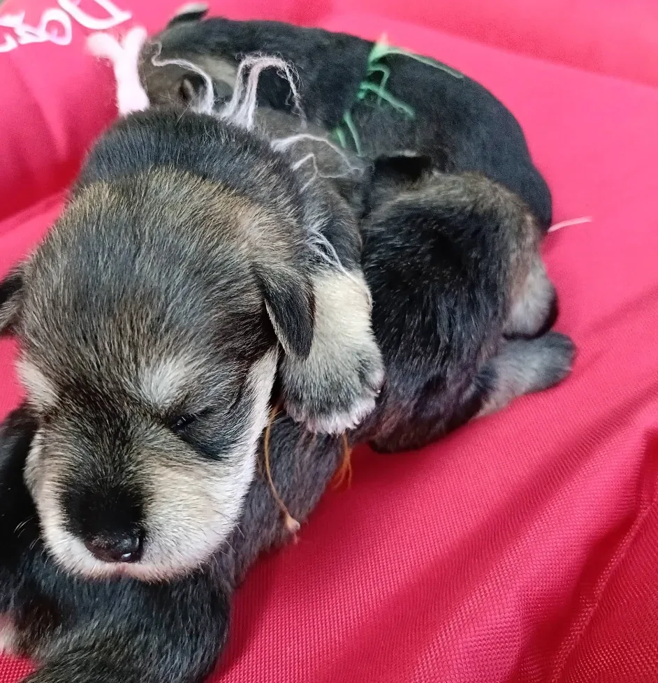 ฟาร์มชเนาเซอร์ Dogzaa เพาะพันธุ์ ปทุมธานี 2