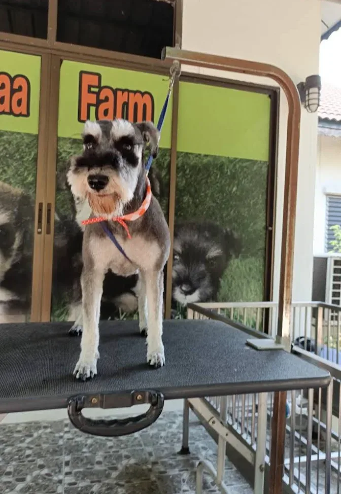 ฟาร์มชเนาเซอร์ Dogzaa เพาะพันธุ์ ปทุมธานี 5