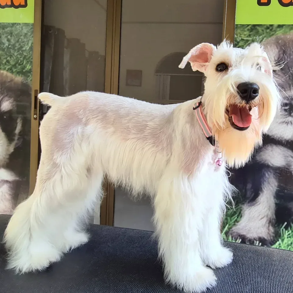 ฟาร์มชเนาเซอร์ Dogzaa เพาะพันธุ์ ปทุมธานี 6