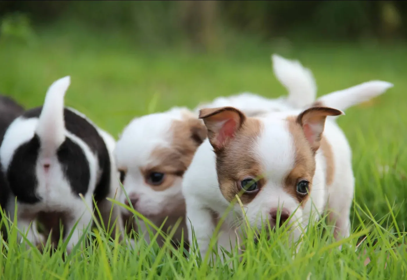 Arunee Kennel