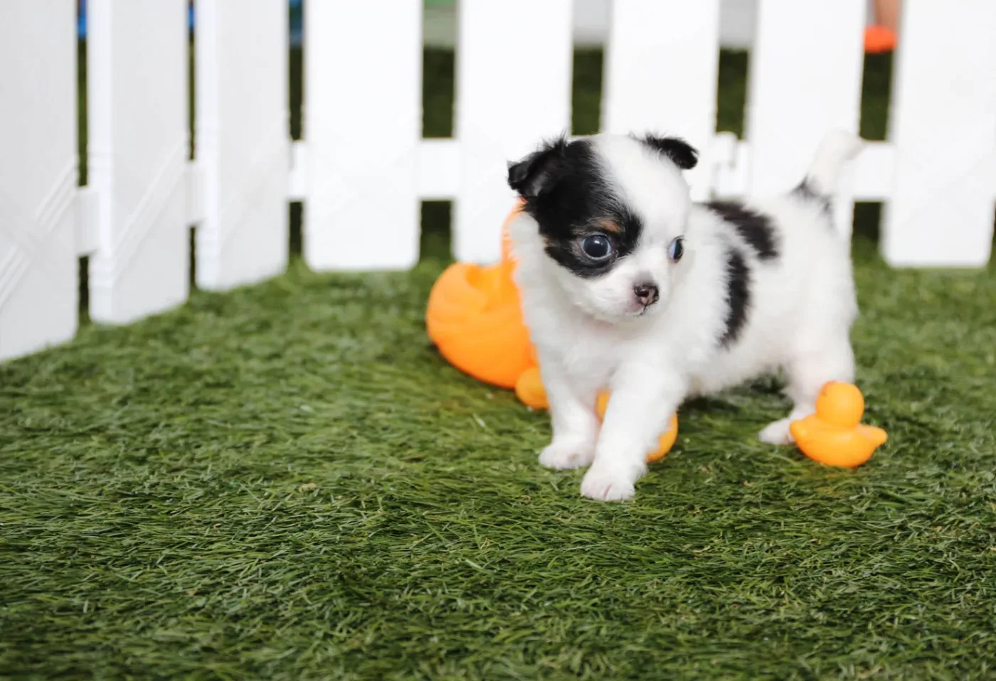 Arunee Kennel เพาะพันธุ์ ปทุมธานี 2