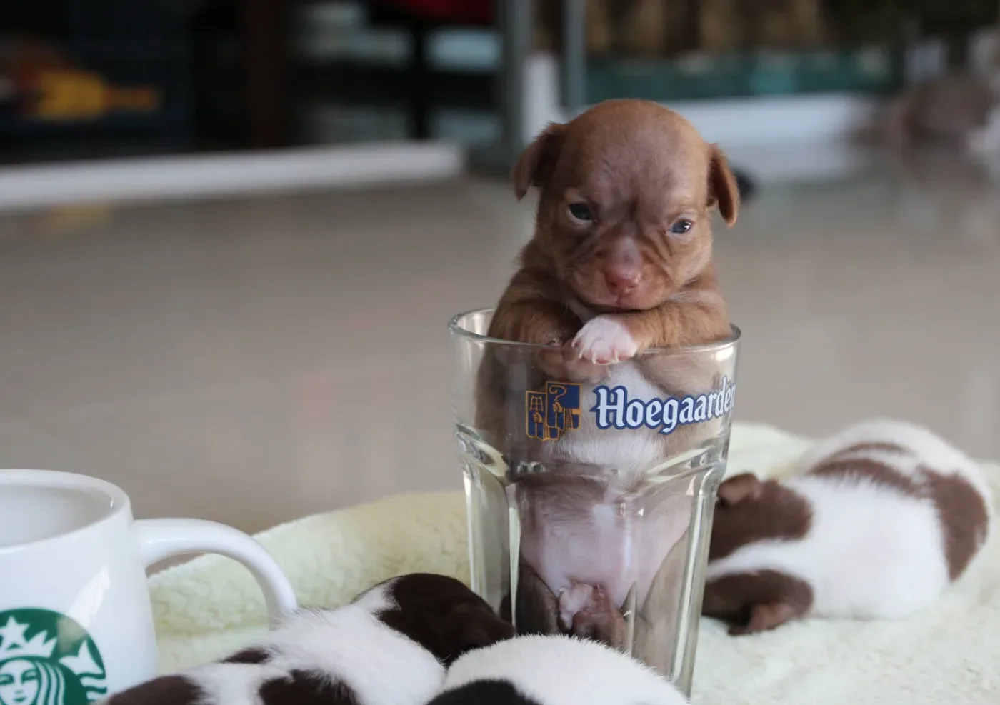 Arunee Kennel เพาะพันธุ์ ปทุมธานี 3