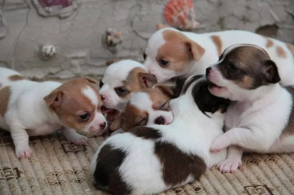 Arunee Kennel เพาะพันธุ์ ปทุมธานี 4