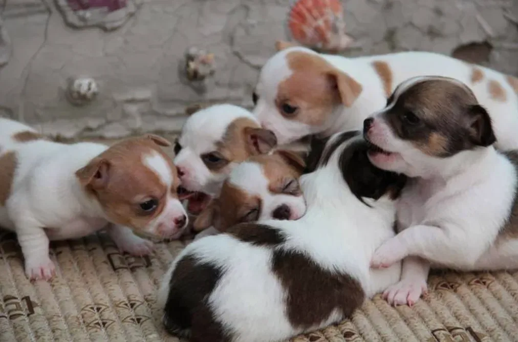 Arunee Kennel เพาะพันธุ์ ปทุมธานี 5