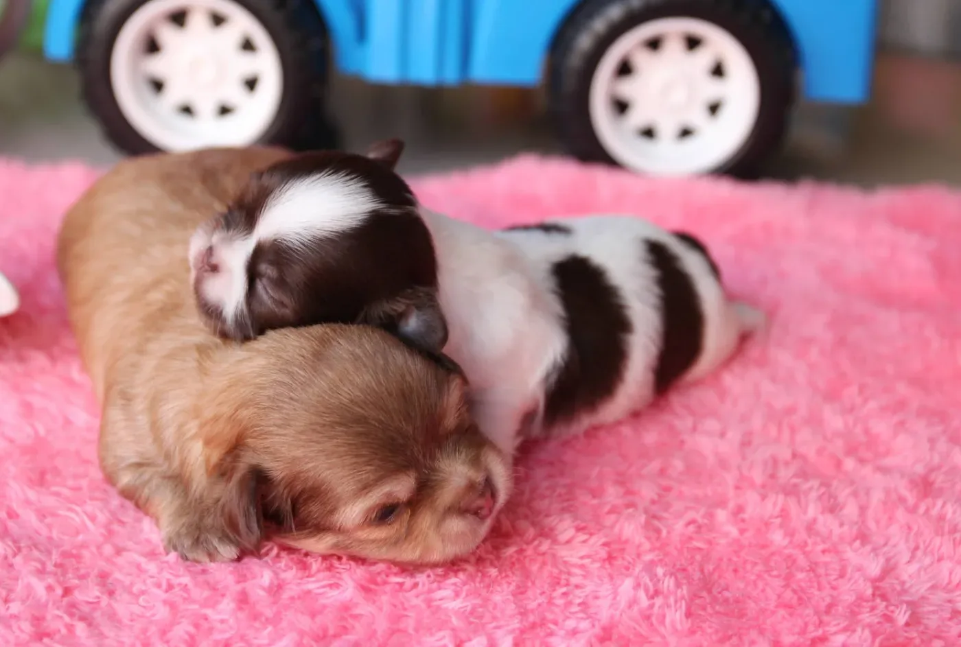Arunee Kennel เพาะพันธุ์ ปทุมธานี 6