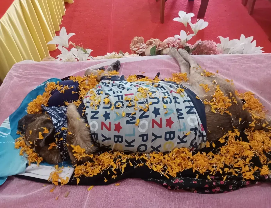 Pet funeral (Wat Chan Suk) เตาเผาสัตว์ petfuneral สาขาวัดจันทรสุข ส่งน้องกลับดาว ปทุมธานี 2