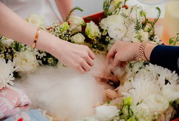 Tiny Heaven 295 บริการรับจัดพิธีศพสัตว์เลี้ยงครบวงจร ส่งน้องกลับดาว กรุงเทพมหานคร 4