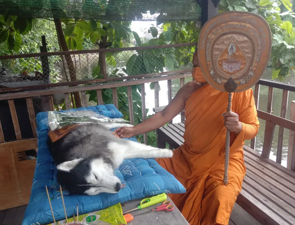 เผาสัตว์เลี้ยงวัดท่าข้าม ส่งน้องกลับดาว กรุงเทพมหานคร 4