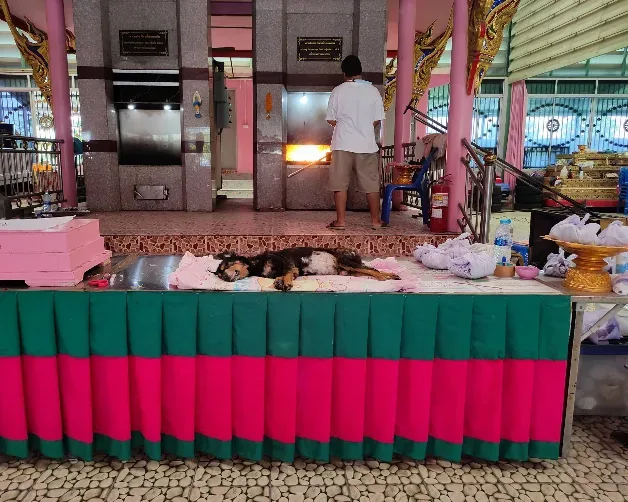 ฌาปนกิจสัตว์เลี้ยง วัดตะเคียน ส่งน้องกลับดาว นนทบุรี 4