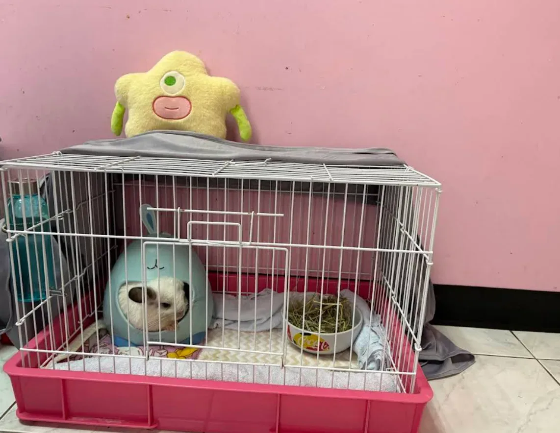 โรงพยาบาลสัตว์ PET CASTLE คลินิก-โรงพยาบาลสัตว์ นนทบุรี 5