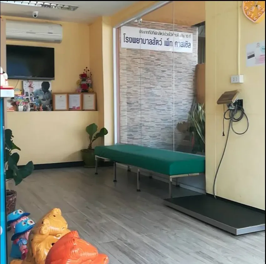 โรงพยาบาลสัตว์ PET CASTLE คลินิก-โรงพยาบาลสัตว์ นนทบุรี 6