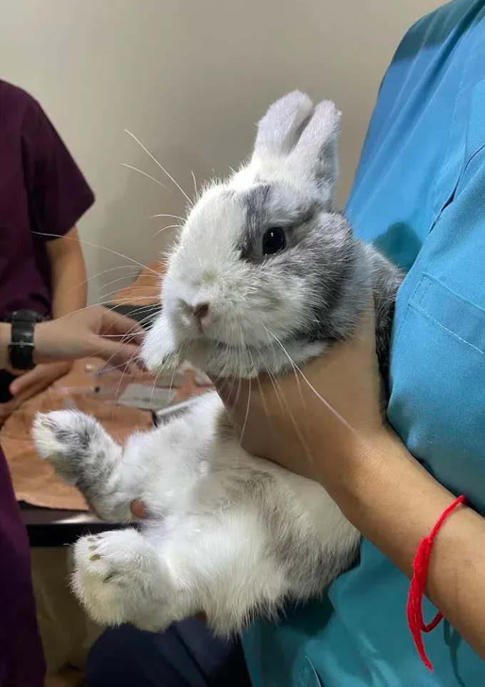 โรงพยาบาลสัตว์เพื่อนเกษตร (PKS Animal Hospital)