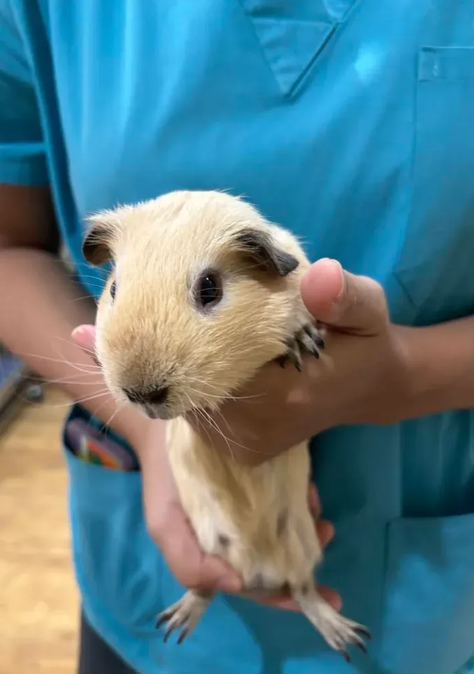 โรงพยาบาลสัตว์เพื่อนเกษตร (PKS Animal Hospital) คลินิก-โรงพยาบาลสัตว์ นนทบุรี 2