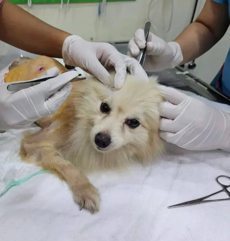 RTB pet clinic สาขาพระนั่งเกล้า(คลินิคในเครือรพส.รัตนาธิเบศร์) คลินิก-โรงพยาบาลสัตว์ นนทบุรี