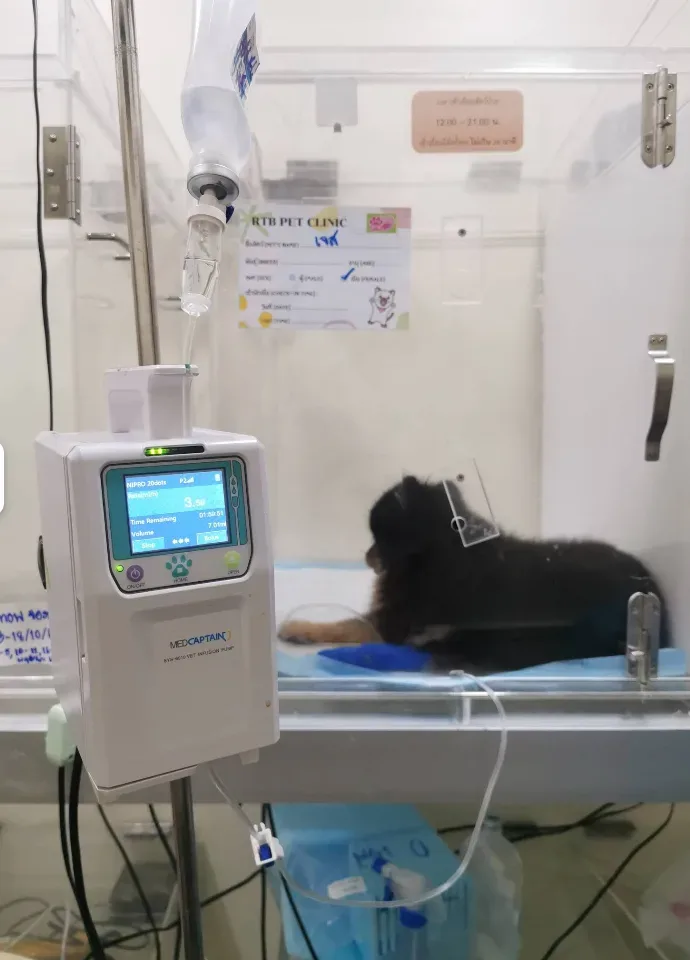 RTB pet clinic สาขาพระนั่งเกล้า(คลินิคในเครือรพส.รัตนาธิเบศร์) คลินิก-โรงพยาบาลสัตว์ นนทบุรี 6