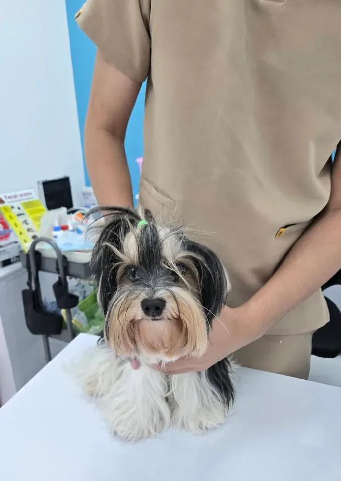 โรงพยาบาลสัตว์พอเพลิน สาขางามวงศ์วาน PawPlearn Animal Hospital คลินิก-โรงพยาบาลสัตว์ นนทบุรี 2