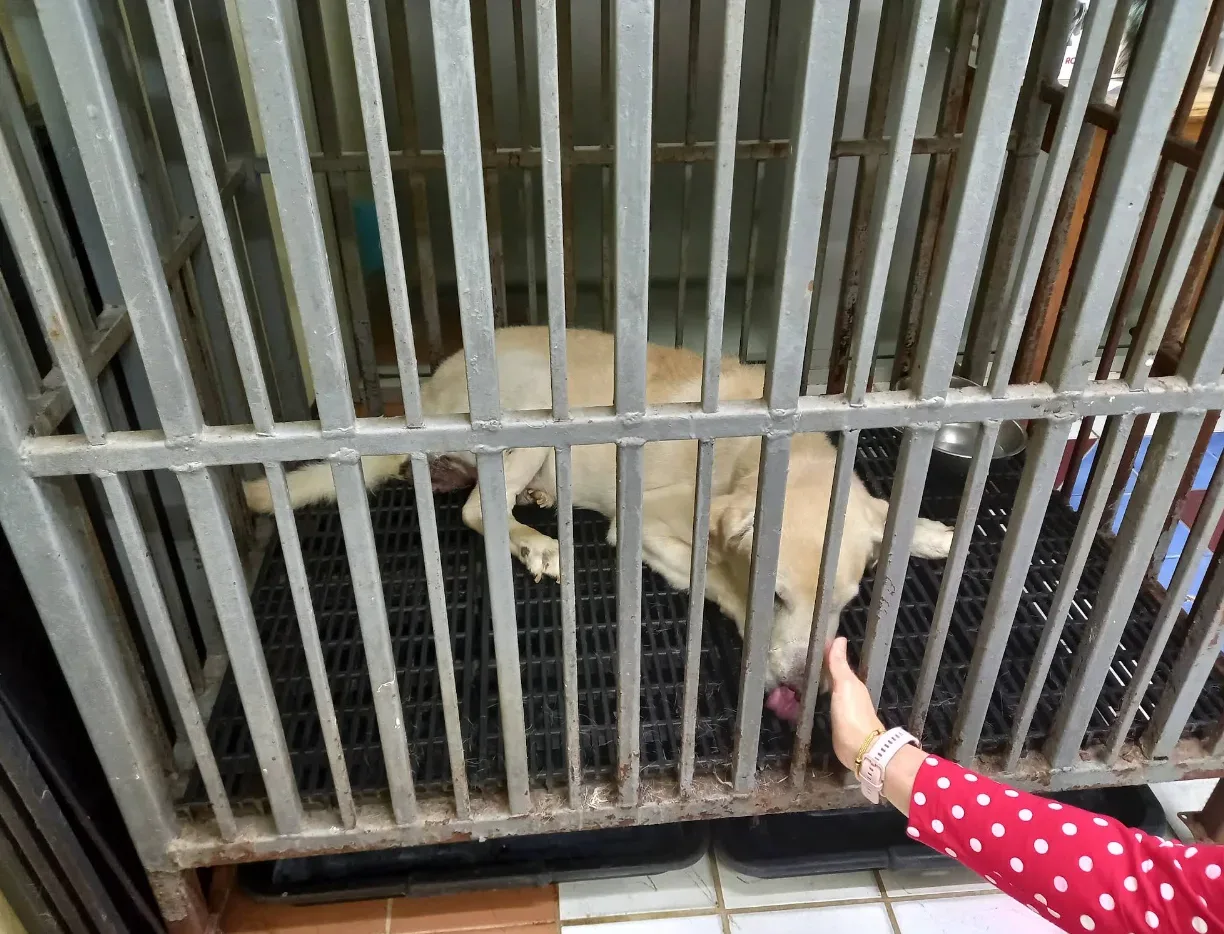 ษกรสัตวแพทย์ (Sakorn Veterinary Clinic) คลินิก-โรงพยาบาลสัตว์ นนทบุรี 4