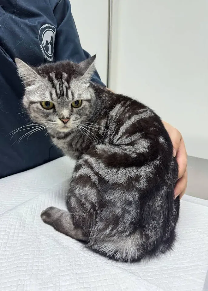 โรงพยาบาลสัตว์เกื้อกูล คลินิก-โรงพยาบาลสัตว์ นนทบุรี 6