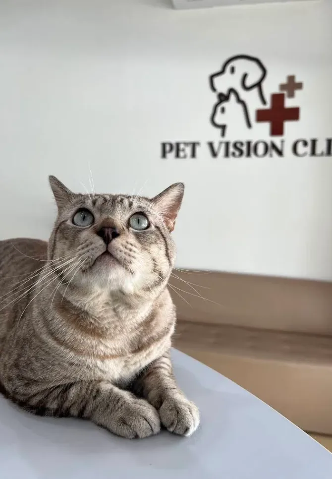 โรงพยาบาลสัตว์เพ็ทวิชั่น (Pet Vision Hospital) คลินิก-โรงพยาบาลสัตว์ นนทบุรี 2