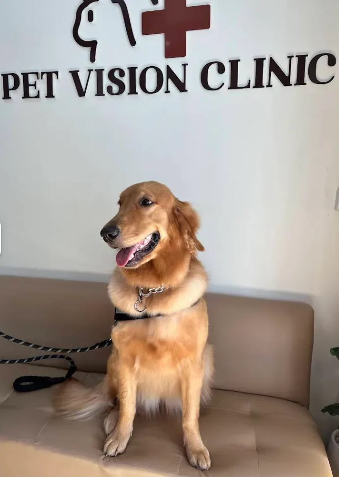 โรงพยาบาลสัตว์เพ็ทวิชั่น (Pet Vision Hospital) คลินิก-โรงพยาบาลสัตว์ นนทบุรี 3