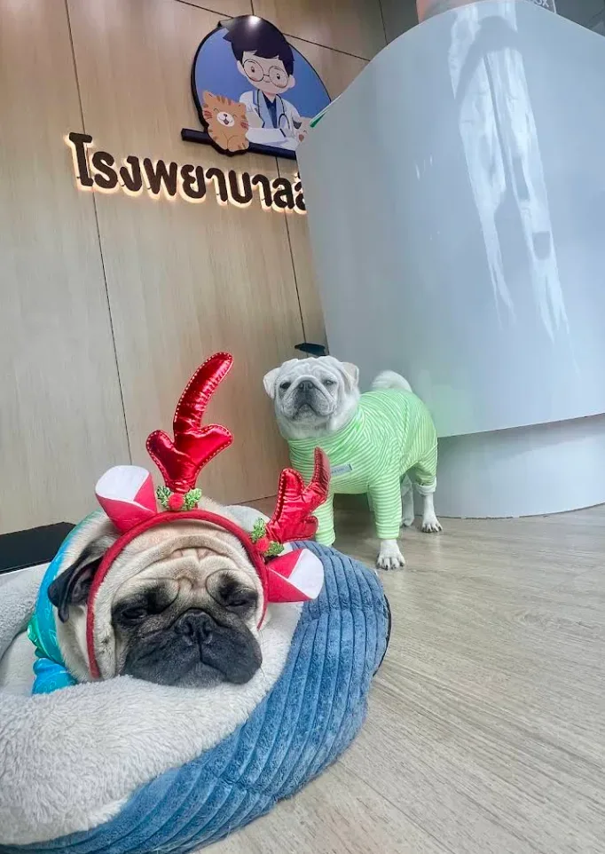 โรงพยาบาลสัตว์ชัดเจน บางบัวทอง นนทบุรี I ChudJen Animal Hospital คลินิก-โรงพยาบาลสัตว์ นนทบุรี 4